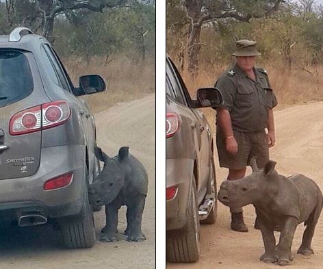 Συγκινητικό!! Ορφανός ρινόκερος προσπαθεί να αγκαλιάσει αυτοκίνητο για μητέρα!! (Pics)
