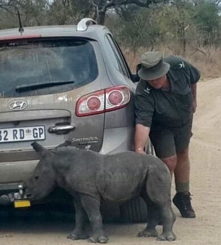 Συγκινητικό!! Ορφανός ρινόκερος προσπαθεί να αγκαλιάσει αυτοκίνητο για μητέρα!! (Pics)