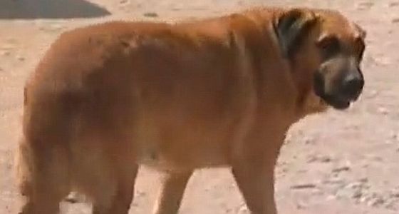 ΑΠΙΣΤΕΥΤΟ!! Σκυλίτσα έσωσε 2χρονο εγκαταλελειμμένο αγοράκι θηλάζοντας το!! (Pics)