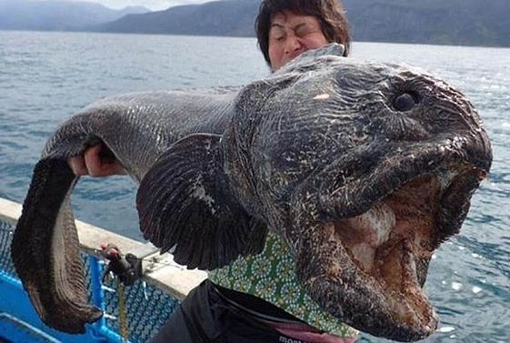 Απίστευτο!! Αλίευσε μεταλλαγμένο γιγαντιαίο τερατόμορφο ψάρι!! Λόγω Φουκουσίμα