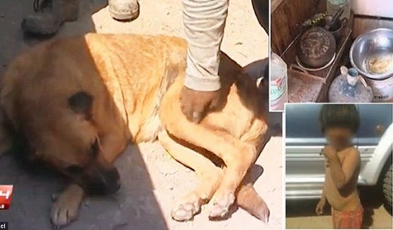 ΑΠΙΣΤΕΥΤΟ!! Σκυλίτσα έσωσε 2χρονο εγκαταλελειμμένο αγοράκι θηλάζοντας το!! (Pics)