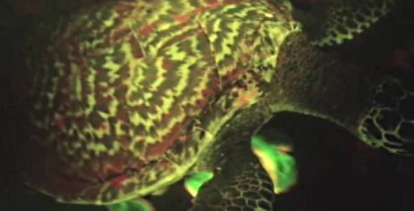 χελώνα σεξ βίντεο μεγάλες μαύρες κρεμασμένα στρόφιγγες