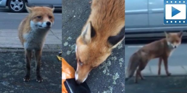 Fox steals a wallet and runs away