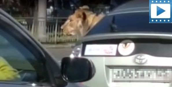 russia lion in car