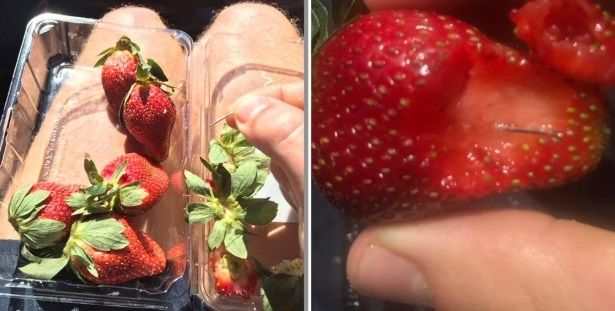 strawberries needles