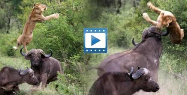 Flying Lion_ Buffalo Launches Predator Into The Air