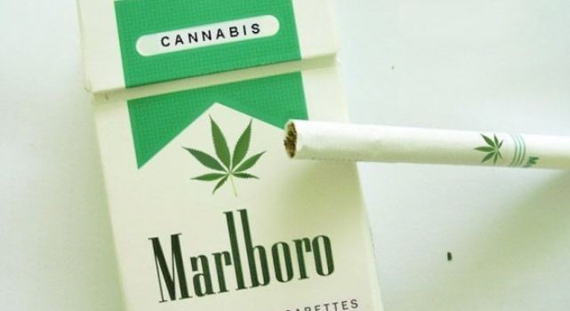 Marlboro cannabis