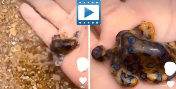 deadly blue-ringed octopus