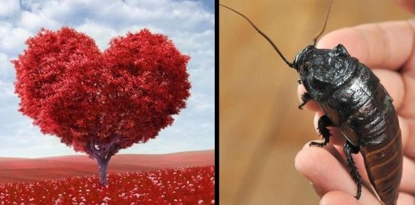 give a name to a cockroach