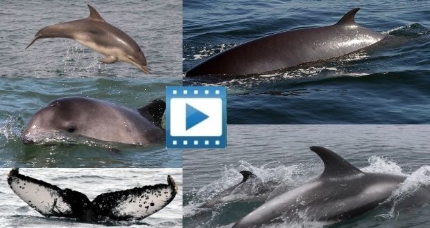 Whales Play With Dolphins Off Irish Coast
