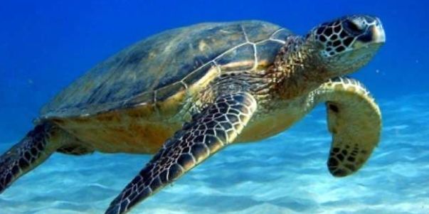 turtle attack greece