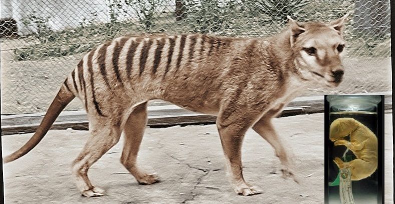 Tasmanian tiger laimitomos.com laimitomos news cyprus